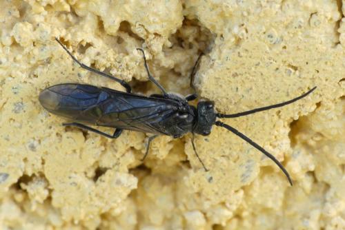Dolerus sp.